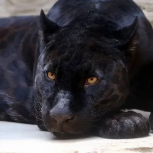 Pantera Negra