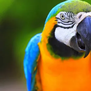 Papagaio