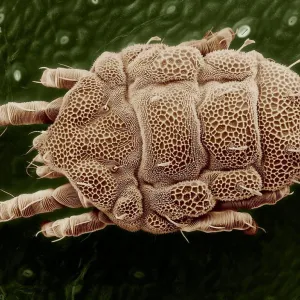 Parasita