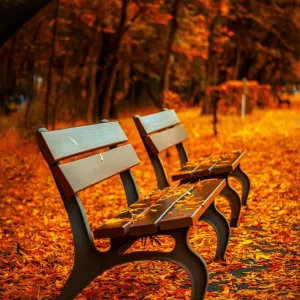 Parque