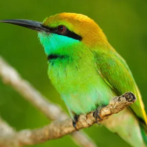 Passarinho verde