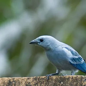 Pássaro Azul