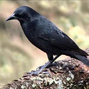 Passaro Preto
