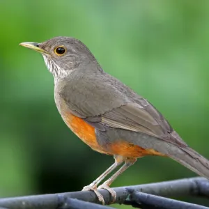 Pássaro