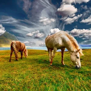 Pasto