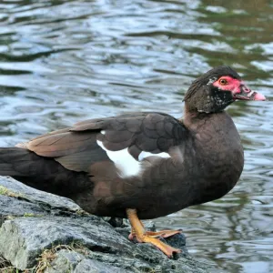 Pato