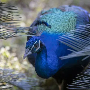 Pavão