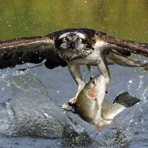 Pegando Peixe