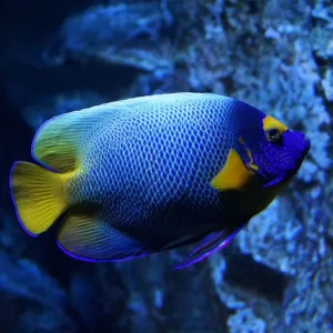 Peixe azul