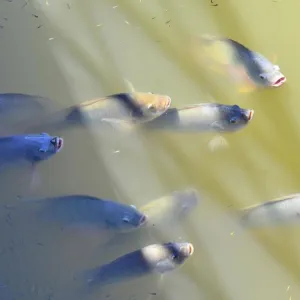 Peixe em Água suja