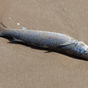 Peixe morto