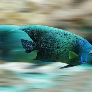 Peixe Nadando