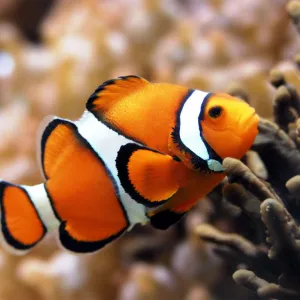 Peixe palhaço