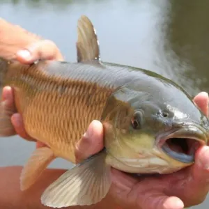 Peixe Vivo