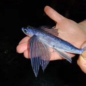 Peixe voador