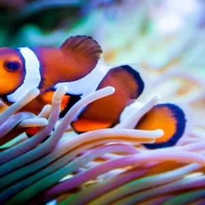 Peixes Coloridos