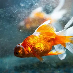 Peixinho vermelho