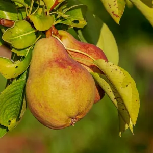 Pêra
