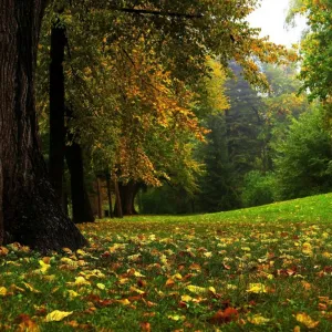 Perdido na floresta