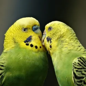 Periquito verde