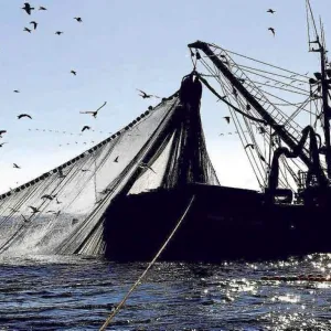 Pesca