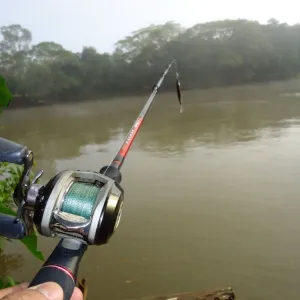 Pescando Peixe