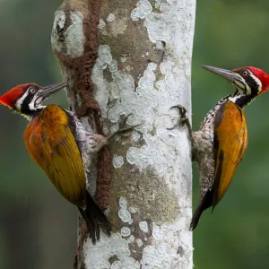 Pica-Pau