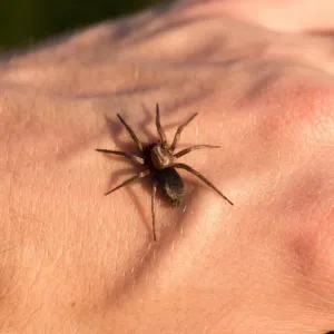 Picada de Aranha