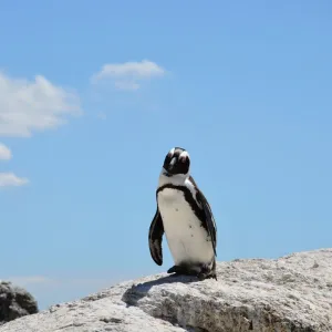 Pingüim