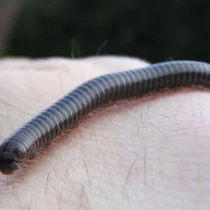Piolho de cobra