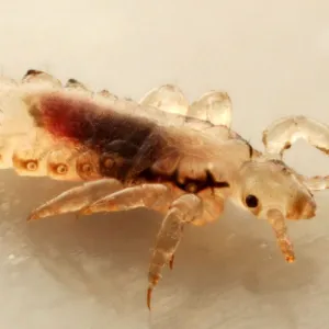 Piolho