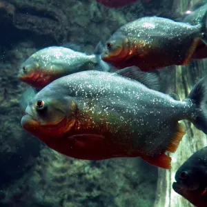 Piranha
