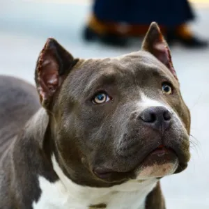 Pitbull