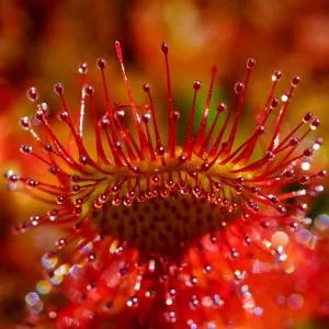 Planta carnivora