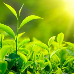 Plantas