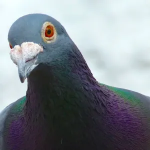 Pombo