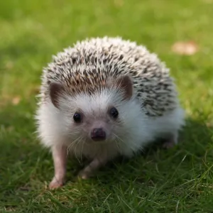 Porco espinho
