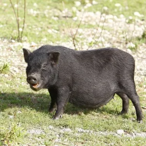 Porco Preto