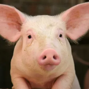 Porco Vivo