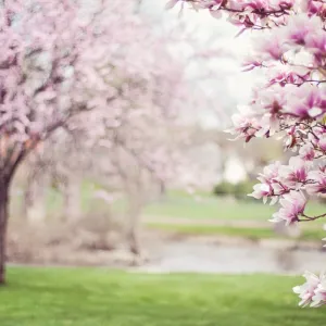 Primavera