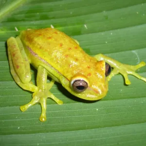 Rã