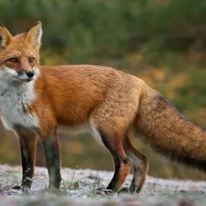 Raposa