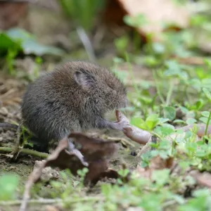Ratazana