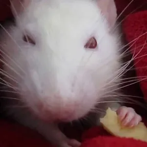 Rato Branco