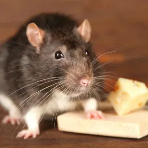 Rato Cinza