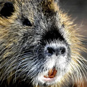 Rato grande