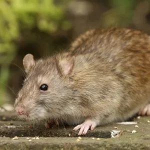 Rato Marrom