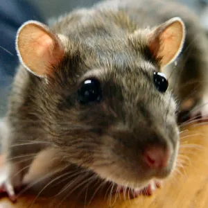 Rato Mordendo