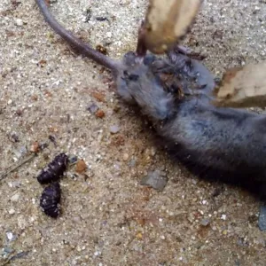 Rato morto