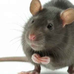 Rato vivo